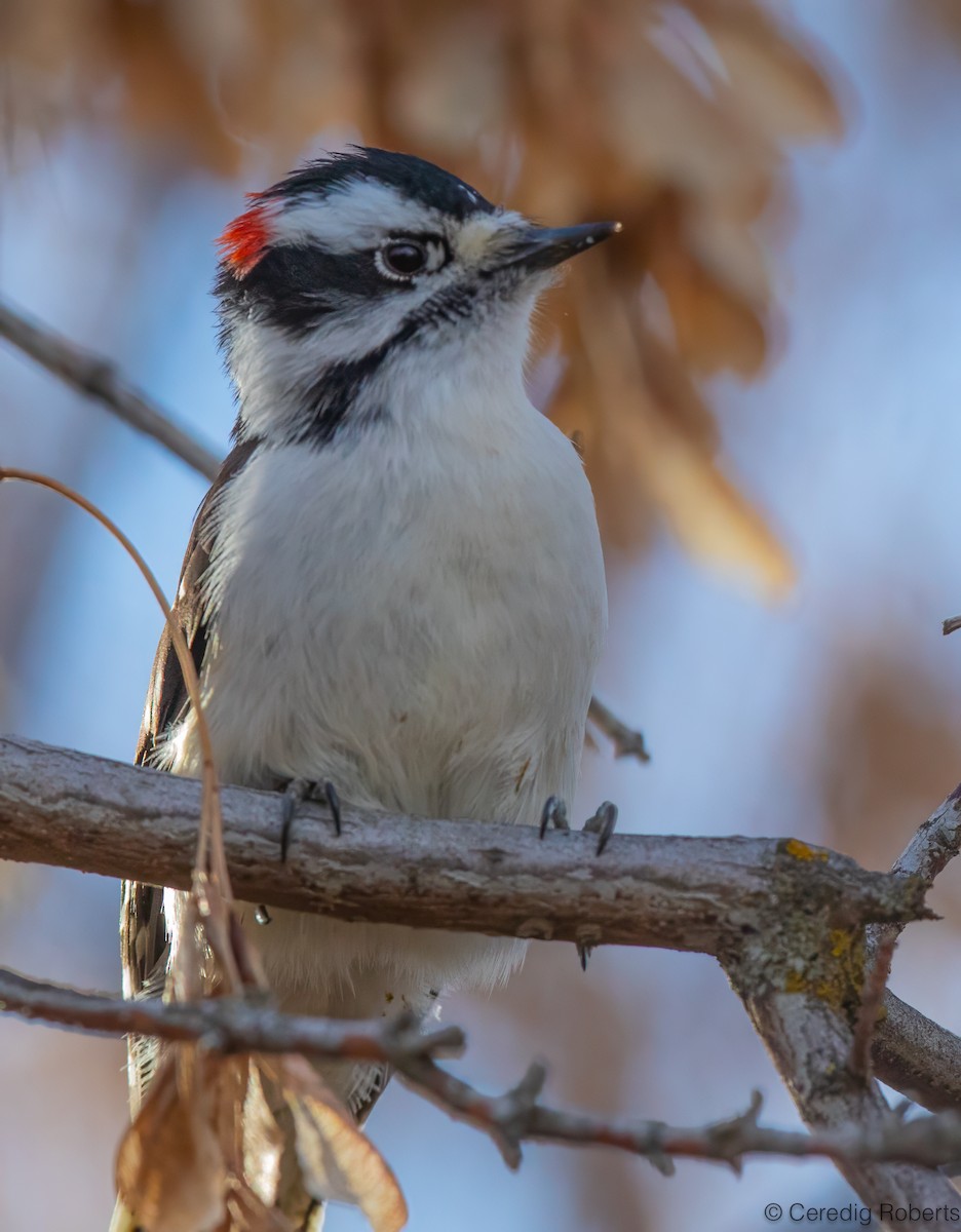 dunspett - ML646076006