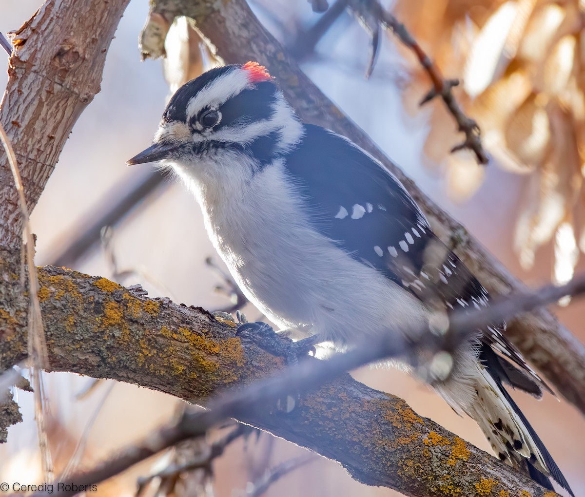 dunspett - ML646076008