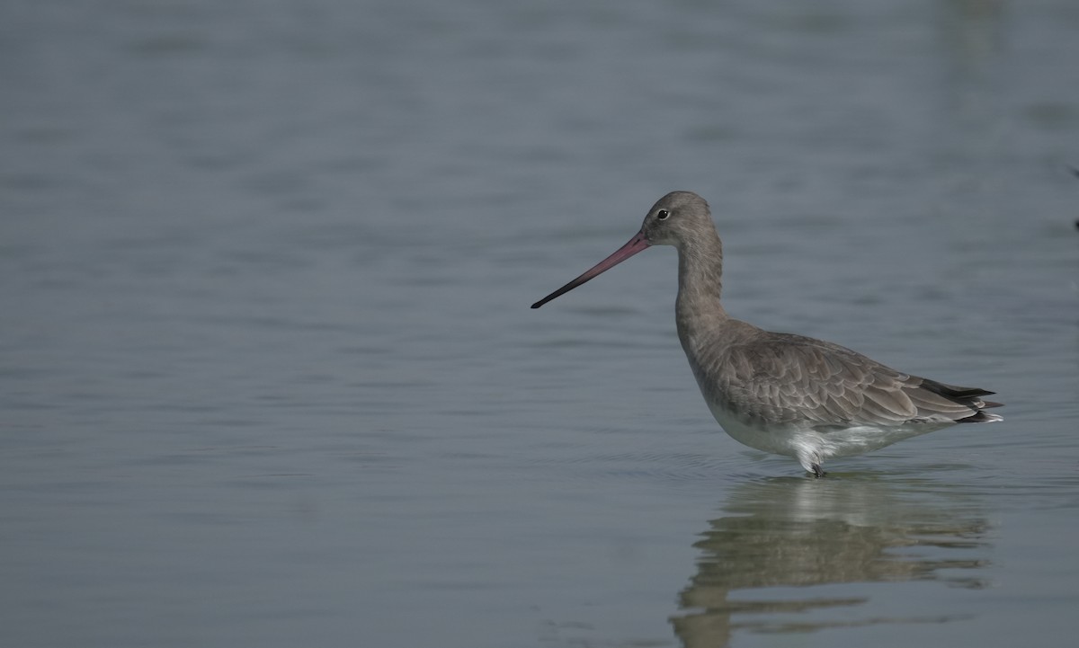 svarthalespove - ML646076009