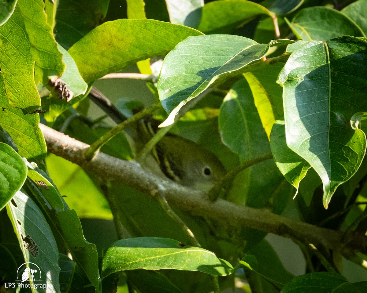 gulbukempid - ML646076013