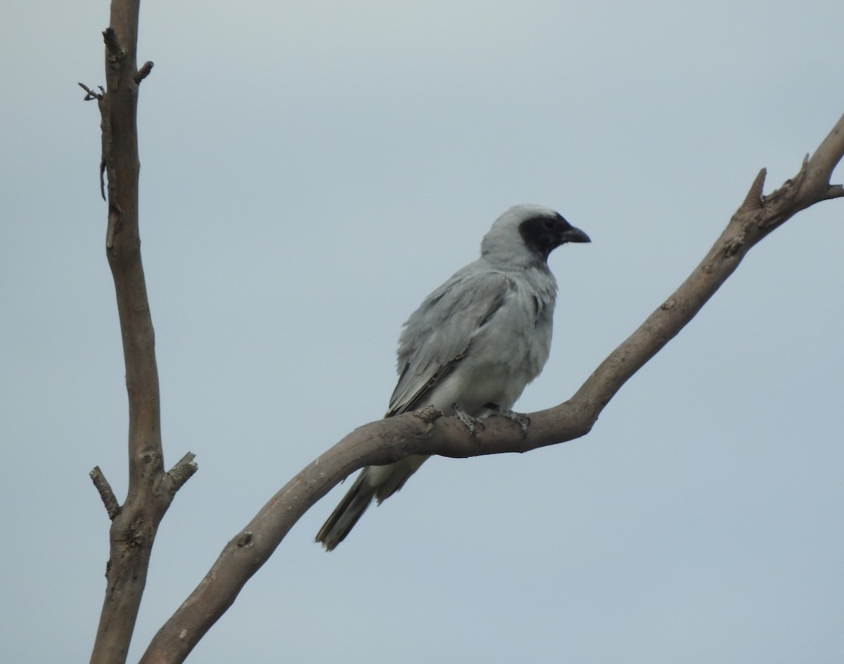 maskelarveeter - ML646076016