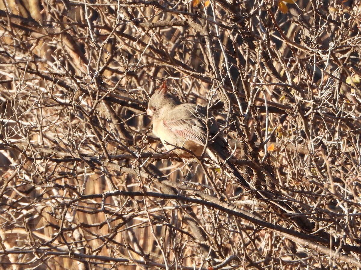 Pyrrhuloxia - ML646076017