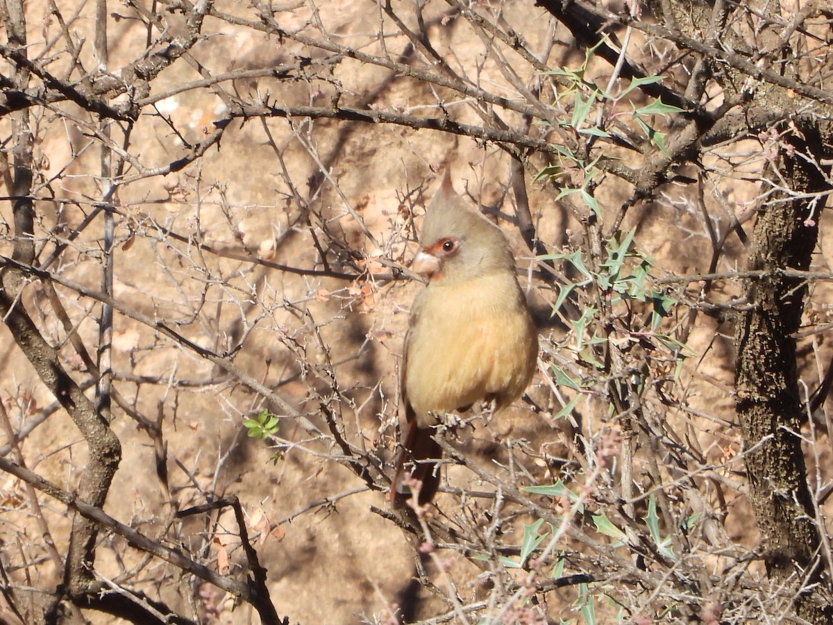 Pyrrhuloxia - ML646076020