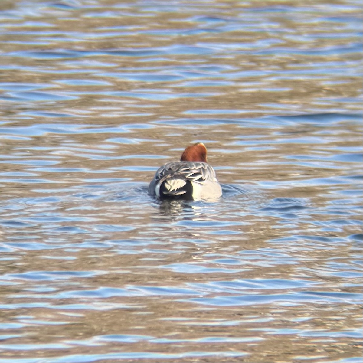 赤頸鴨 - ML646076022