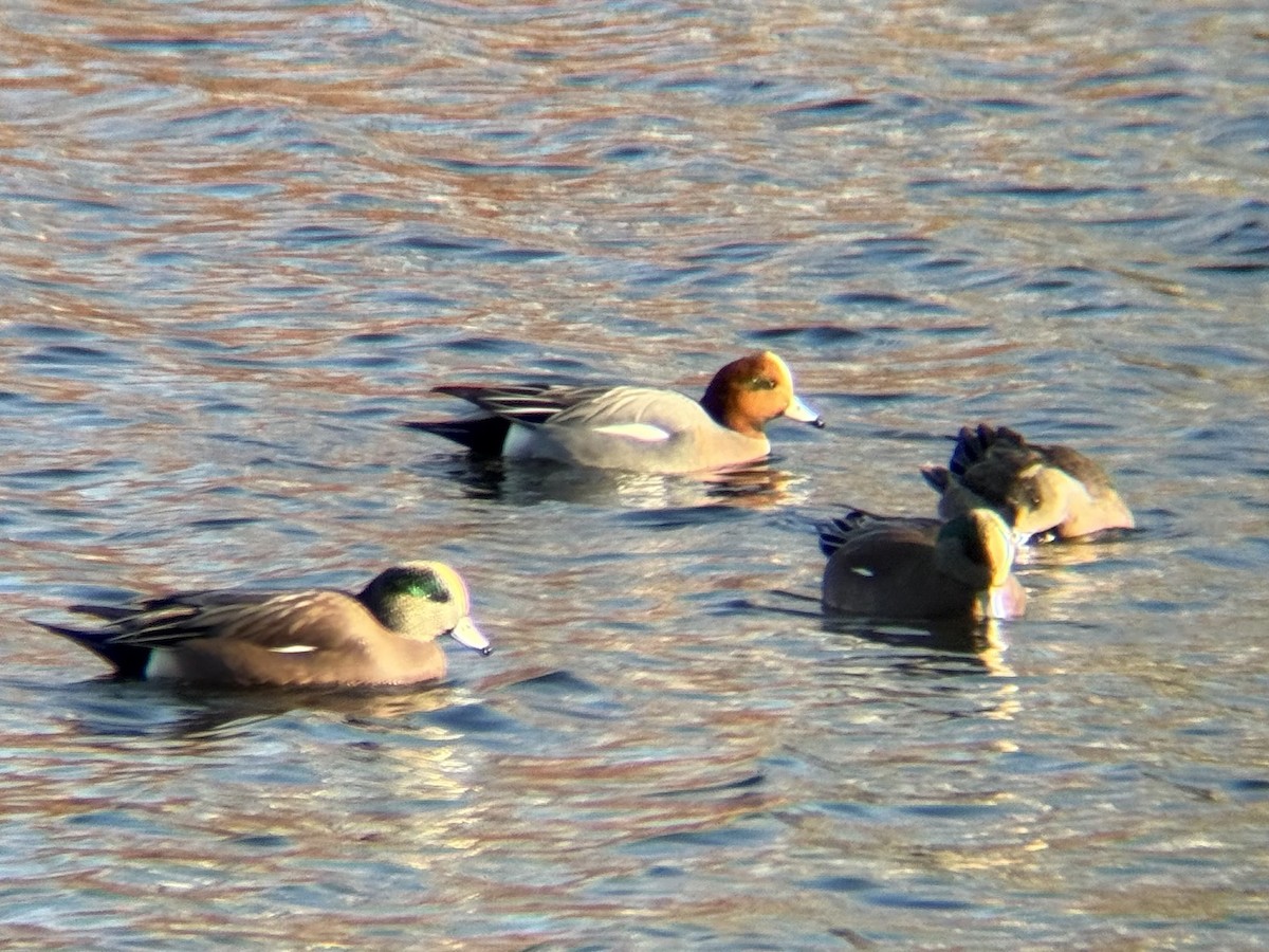 赤頸鴨 - ML646076023