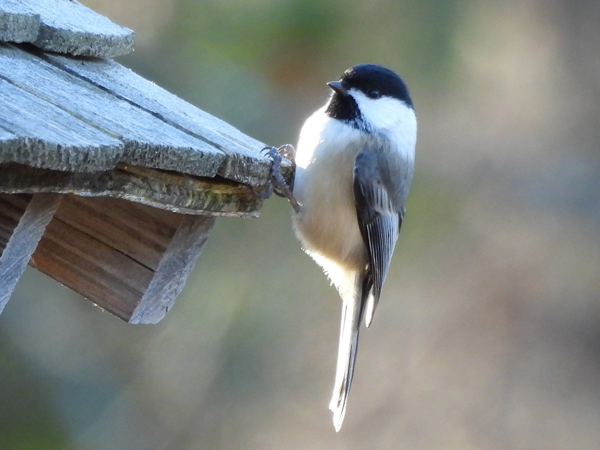 Black-capped Chickadee - ML646076031