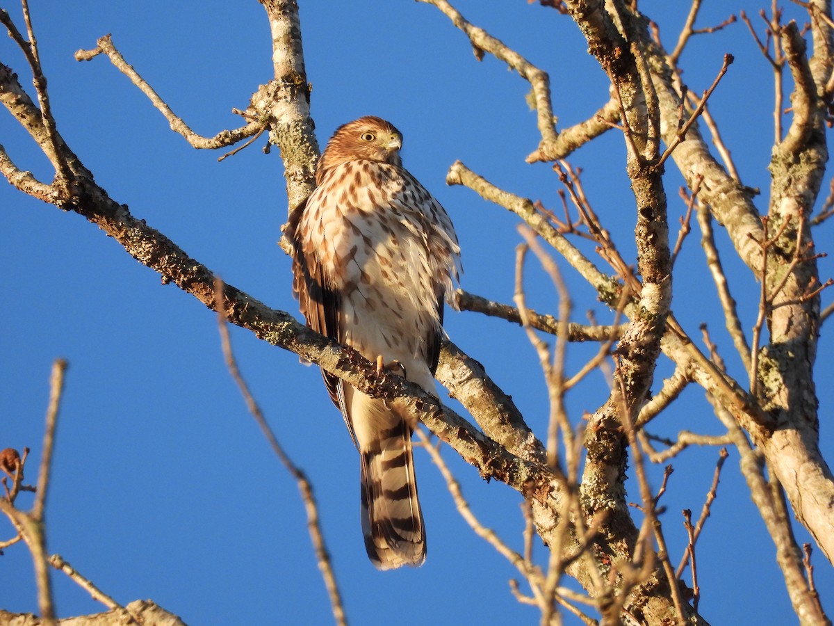 jestřáb americký - ML646076032