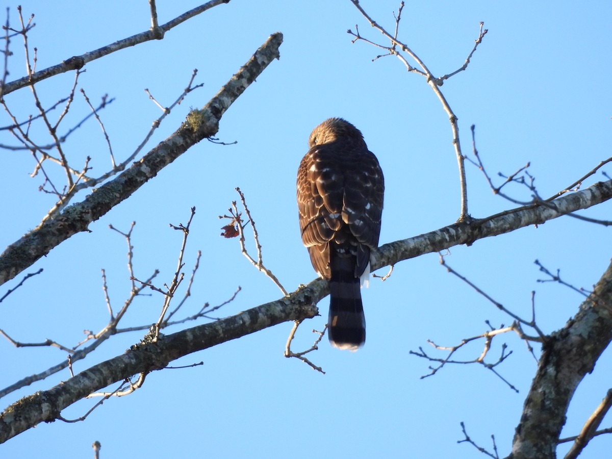 jestřáb americký - ML646076033