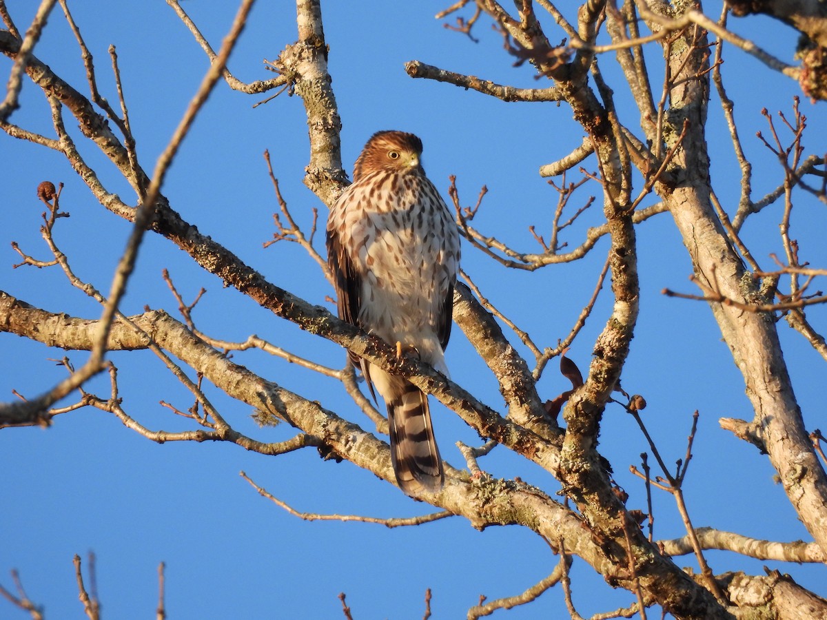 jestřáb americký - ML646076034