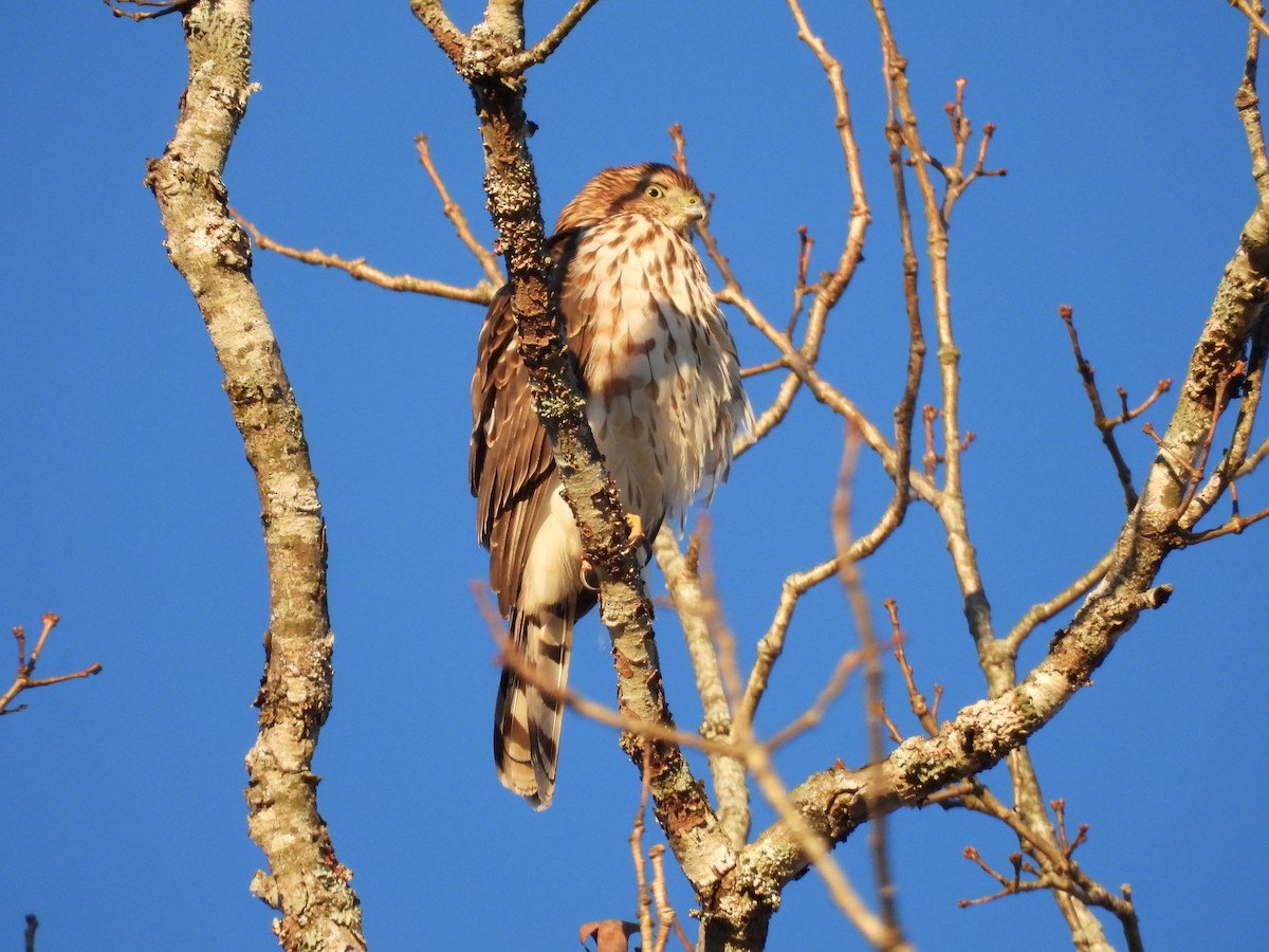 jestřáb americký - ML646076035