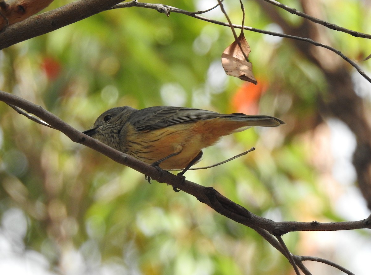 Rufous Whistler - ML646076039