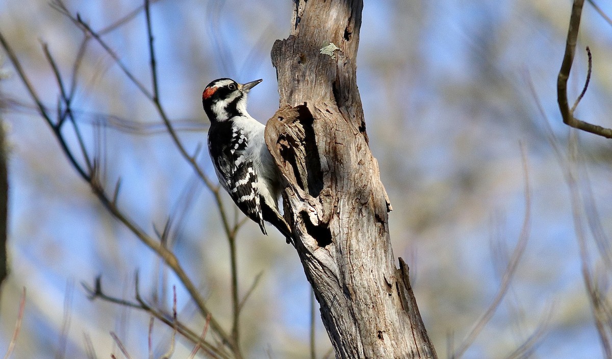 Hairy Woodpecker - ML646076054