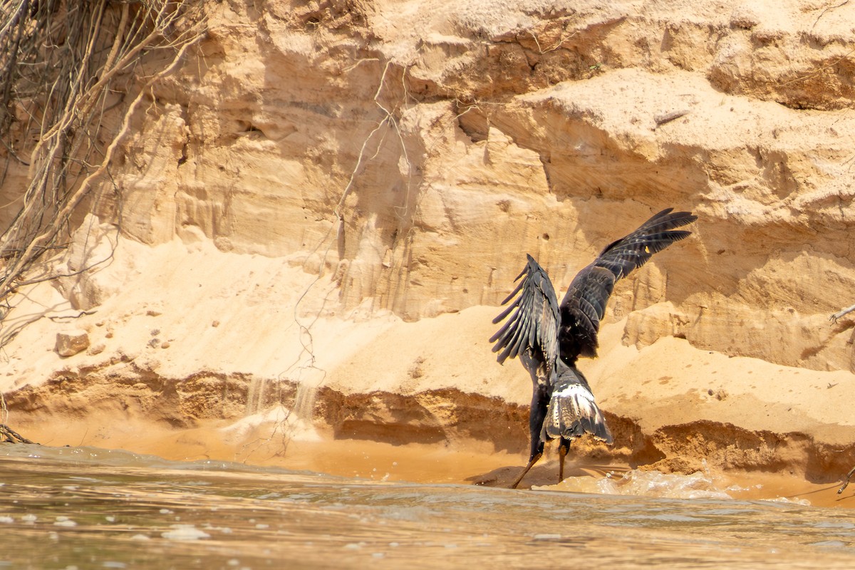 Great Black Hawk - ML646076055