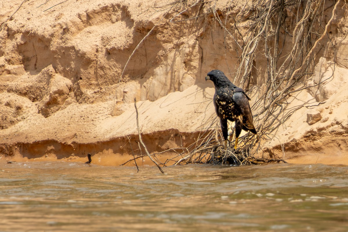 Great Black Hawk - ML646076056