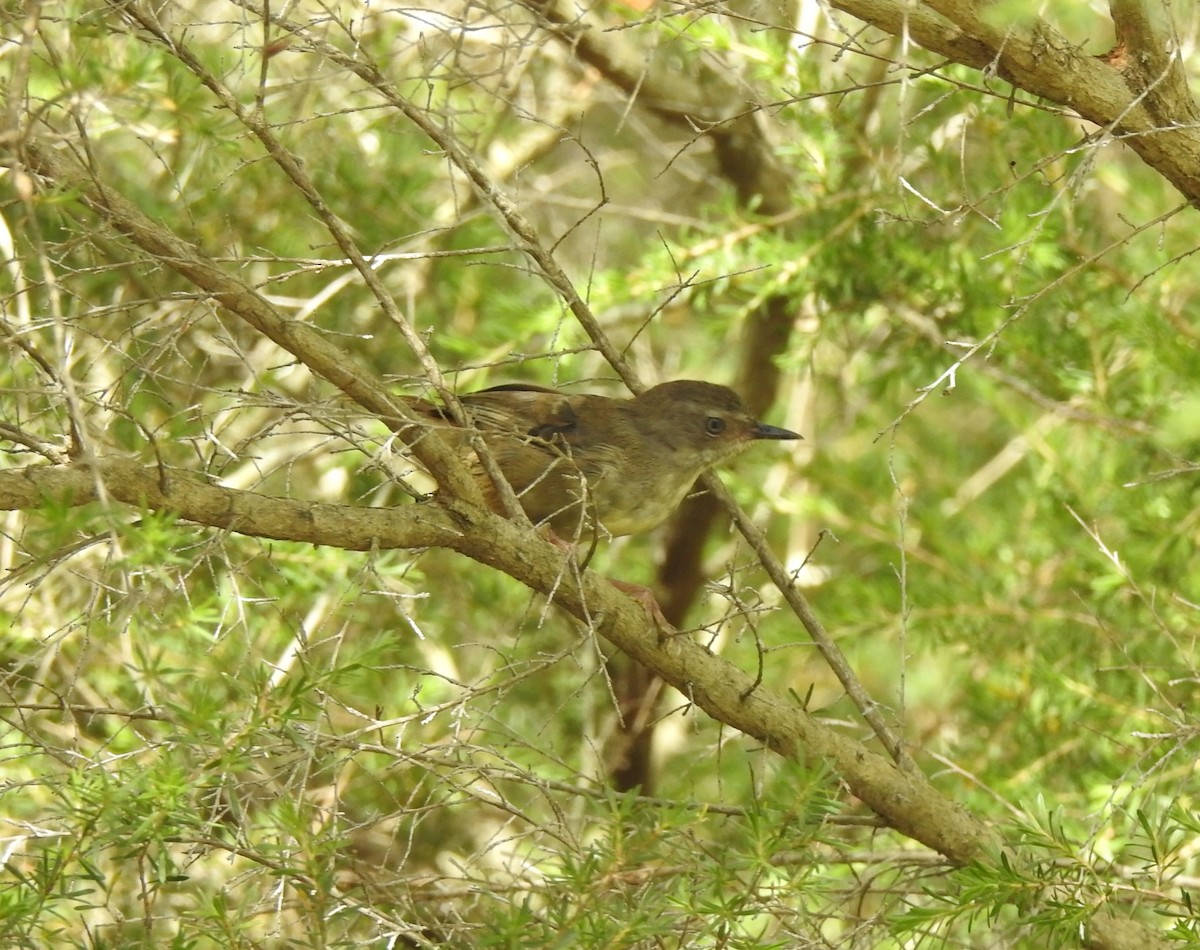 White-browed Scrubwren - ML646076061