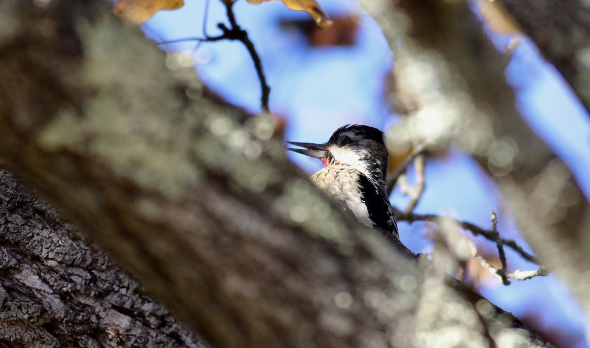 Yellow-bellied Sapsucker - ML646076069