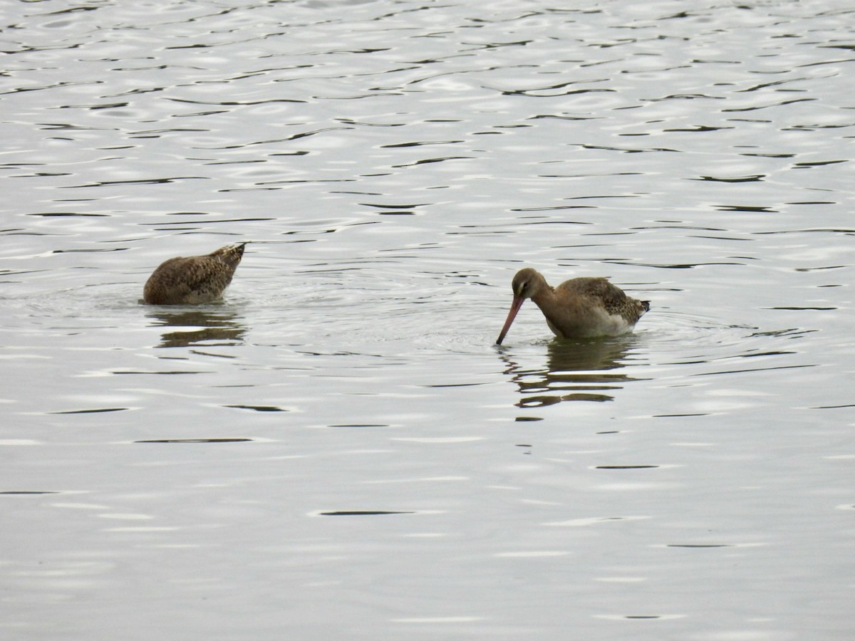 Black-tailed Godwit - ML646076074