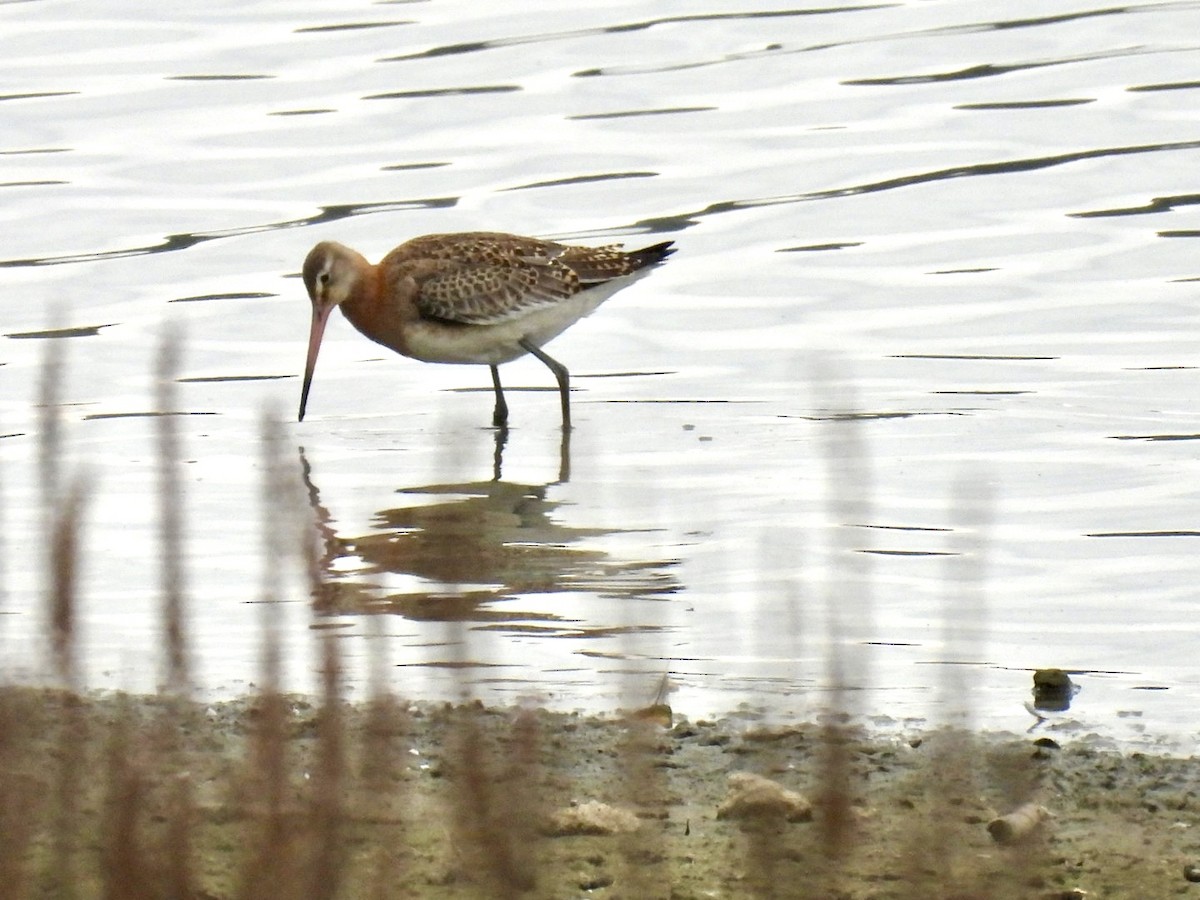 Black-tailed Godwit - ML646076075