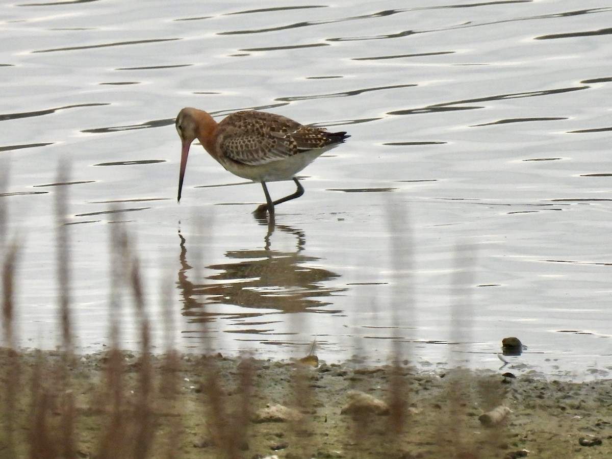 Black-tailed Godwit - ML646076076