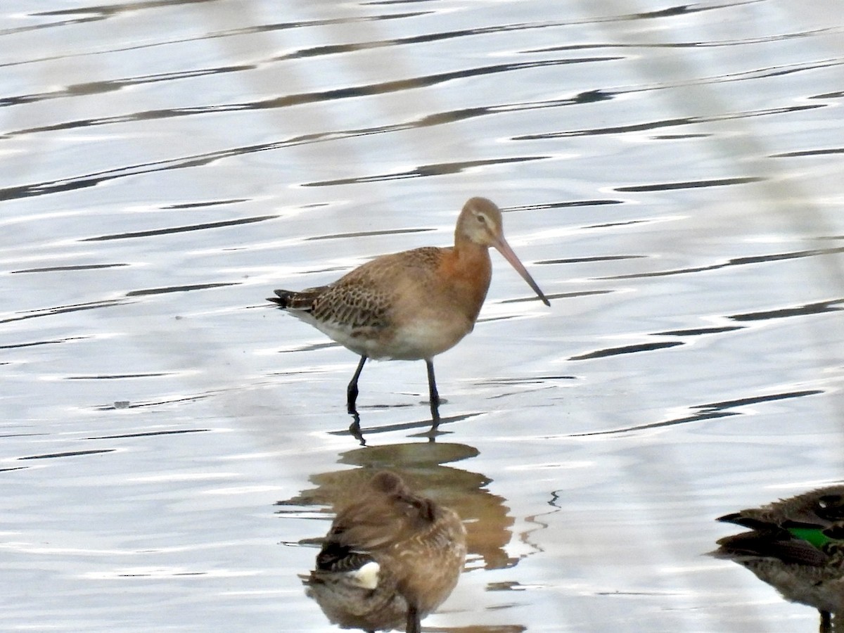 Black-tailed Godwit - ML646076077