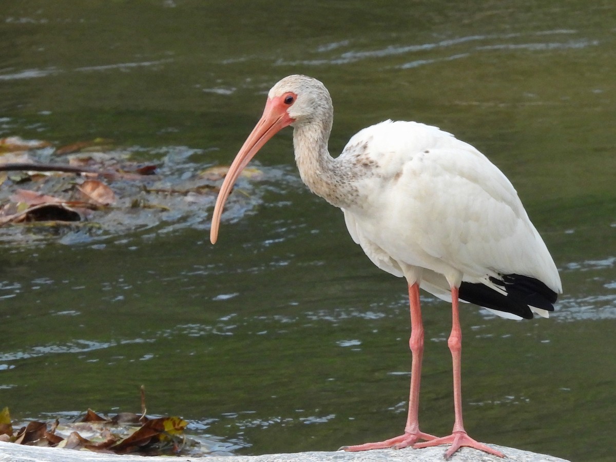 White Ibis - ML646076084
