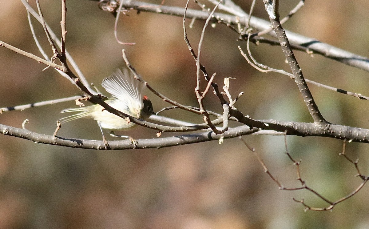 Ruby-crowned Kinglet - ML646076087