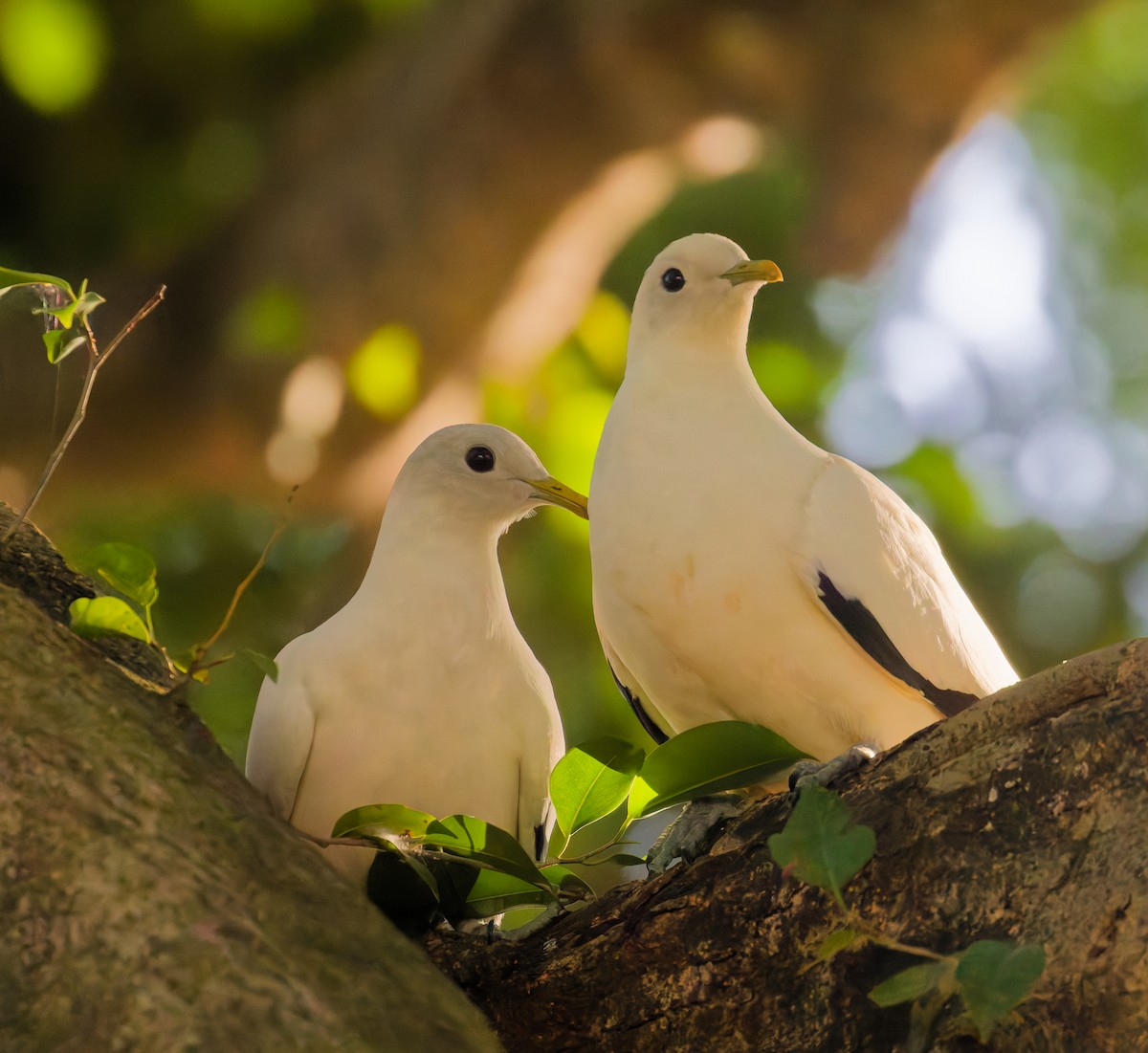 Carpophage argenté - ML646076088