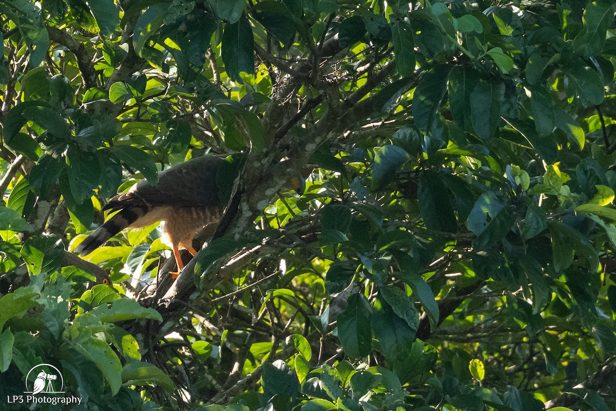 Roadside Hawk - ML646076089