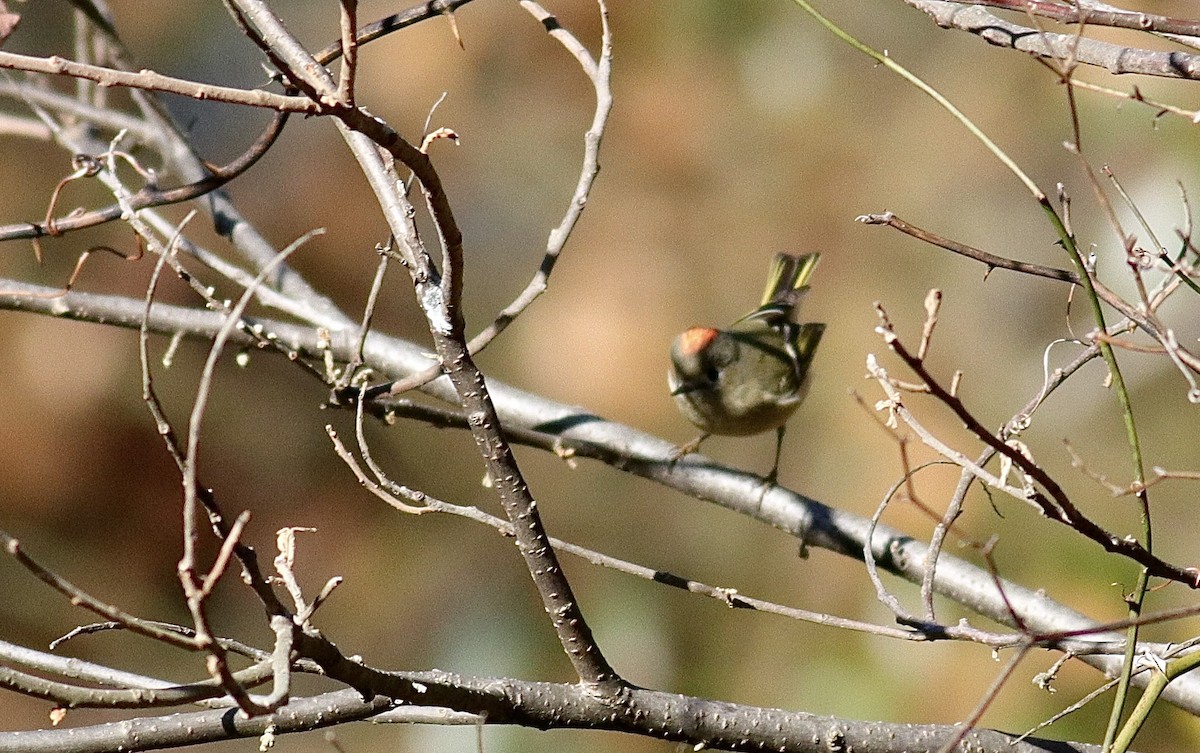 Ruby-crowned Kinglet - ML646076098