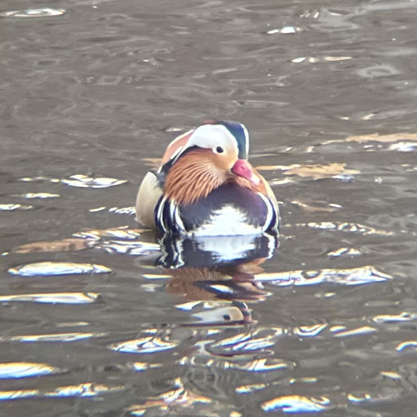 Mandarin Duck - ML646076121