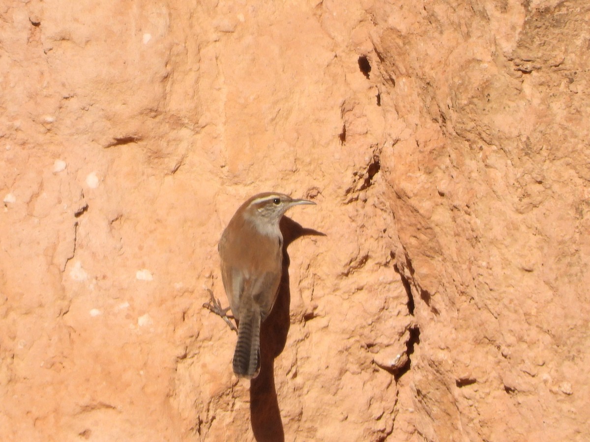 Bewick's Wren - ML646076122