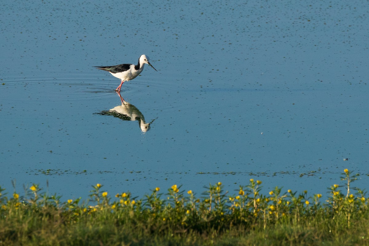 pisila bělohlavá - ML646076124