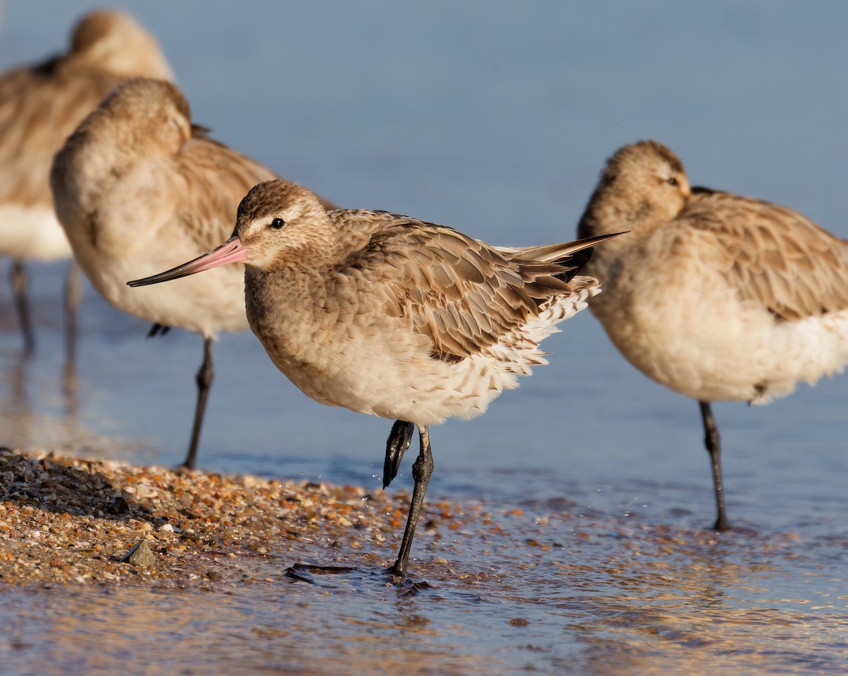 反嘴鷸 - ML646076128