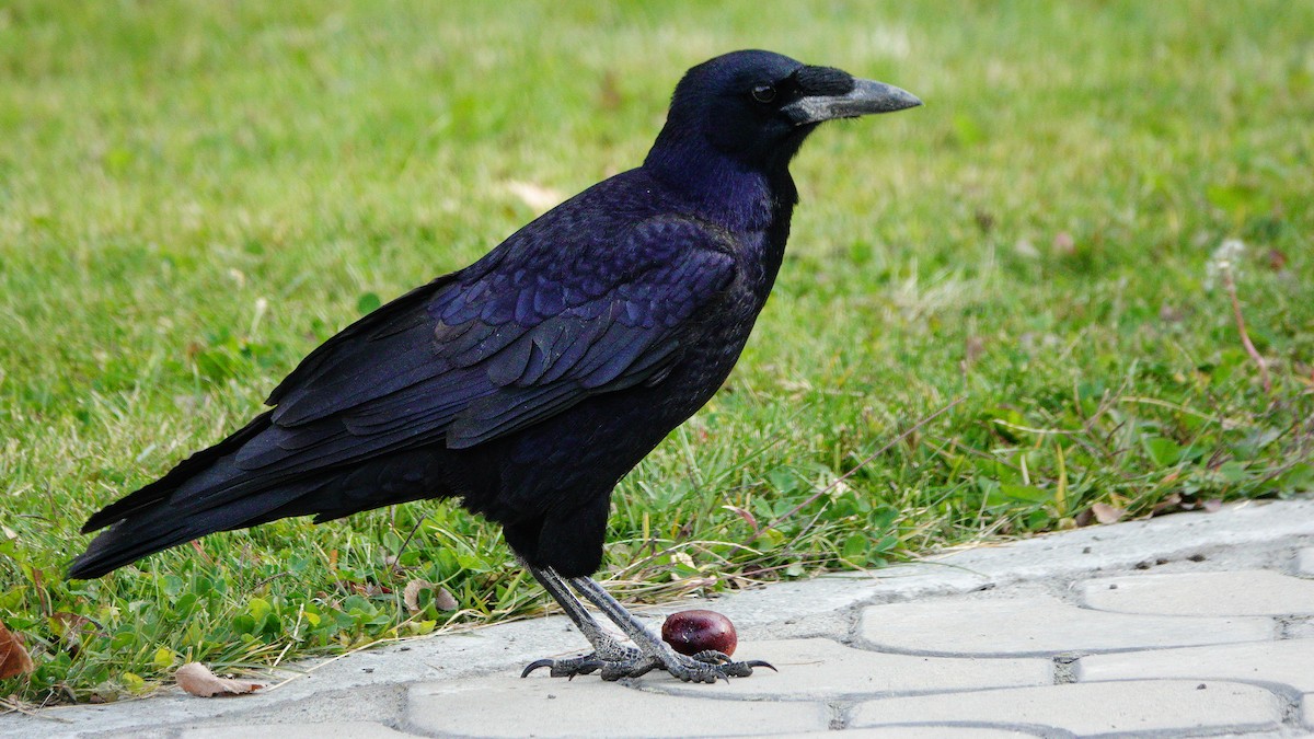 禿鼻鴉 - ML646076133