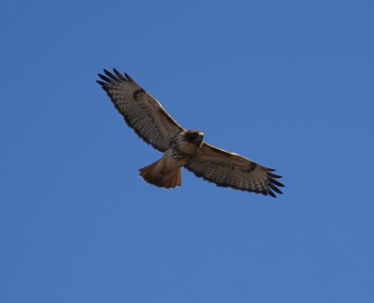 Red-tailed Hawk - ML646076136