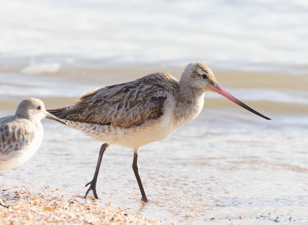 斑尾鷸 - ML646076138