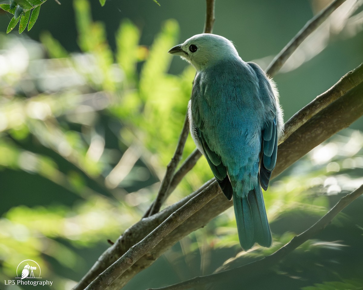 Blue-gray Tanager - ML646076139