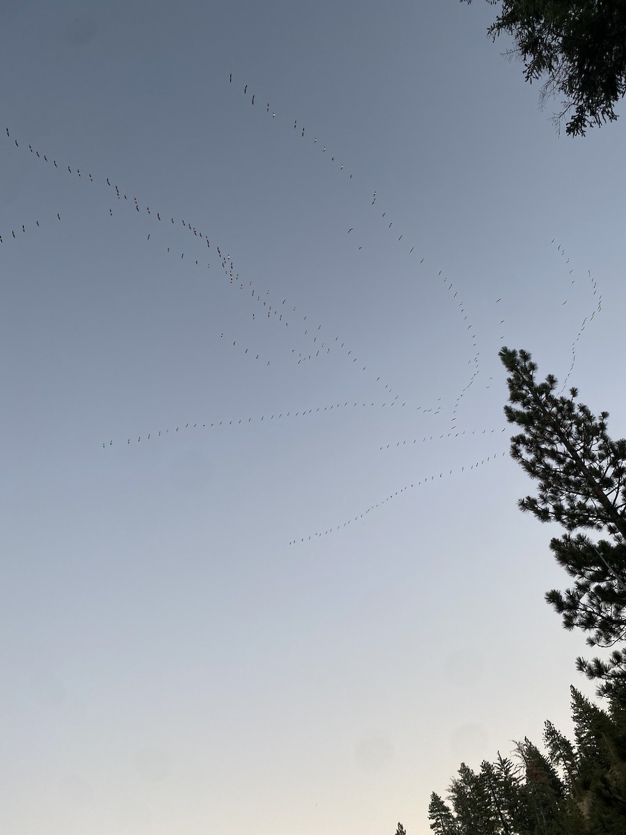American White Pelican - ML646076140