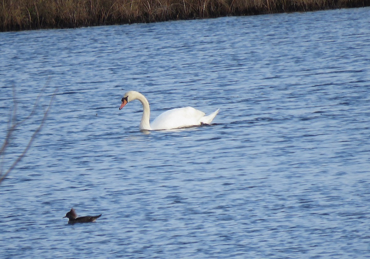 疣鼻天鵝 - ML646076141