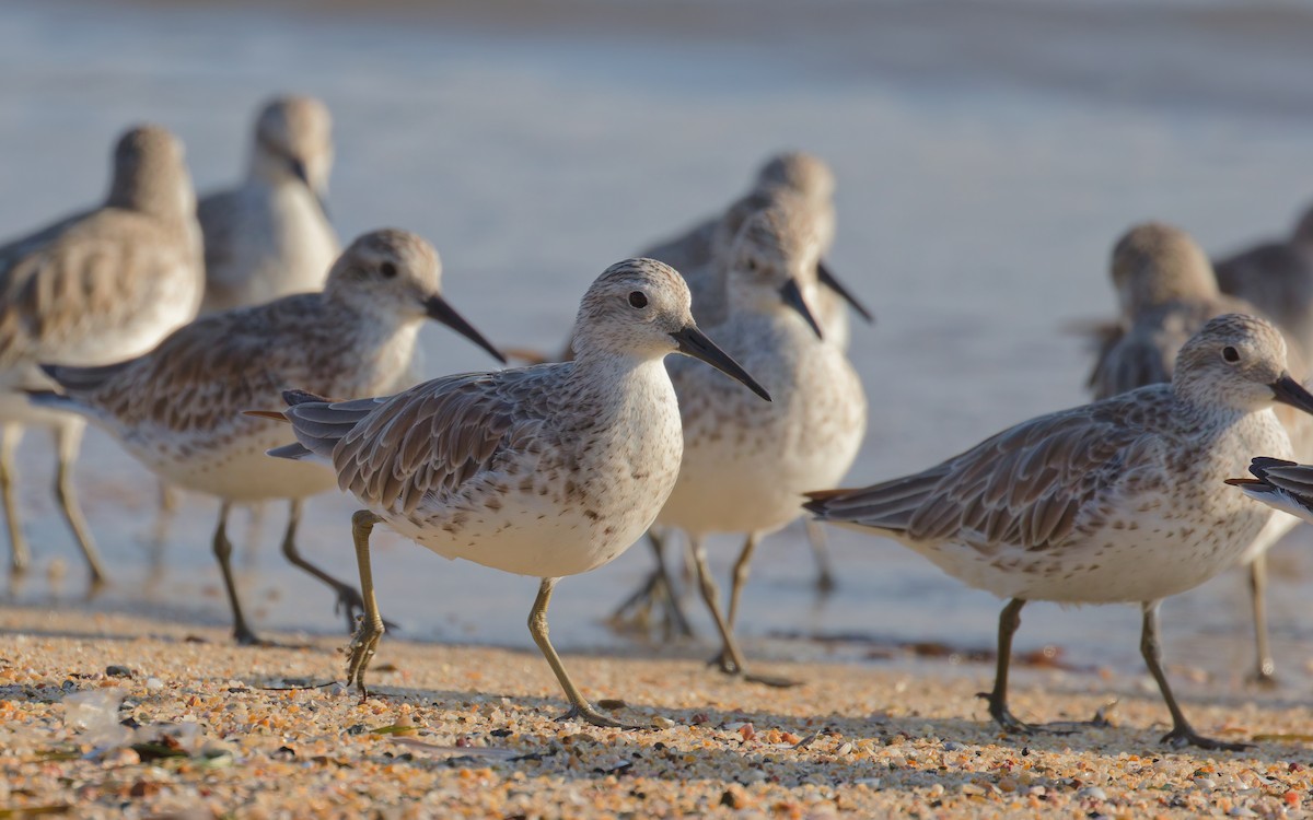 大濱鷸 - ML646076142