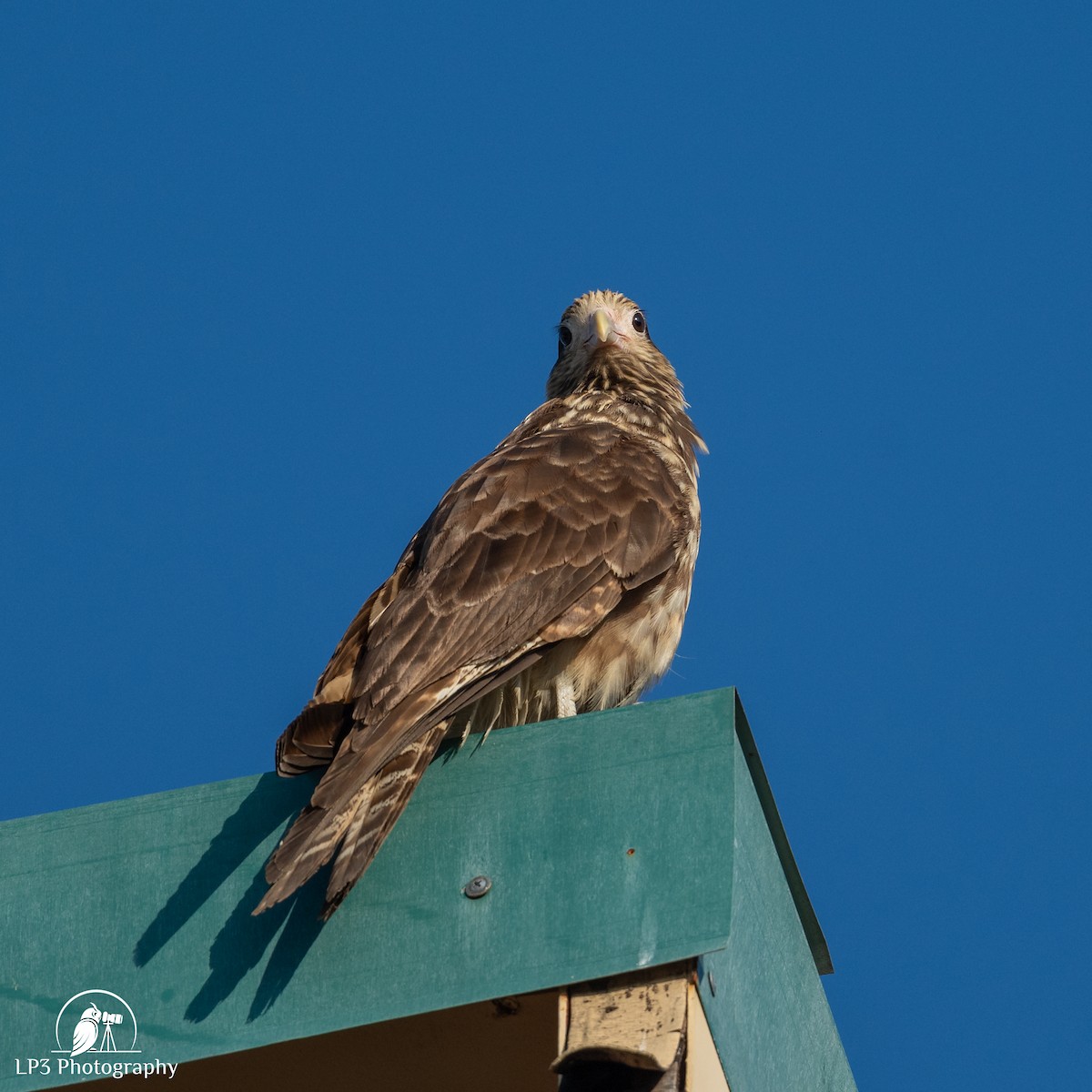 Yellow-headed Caracara - ML646076144