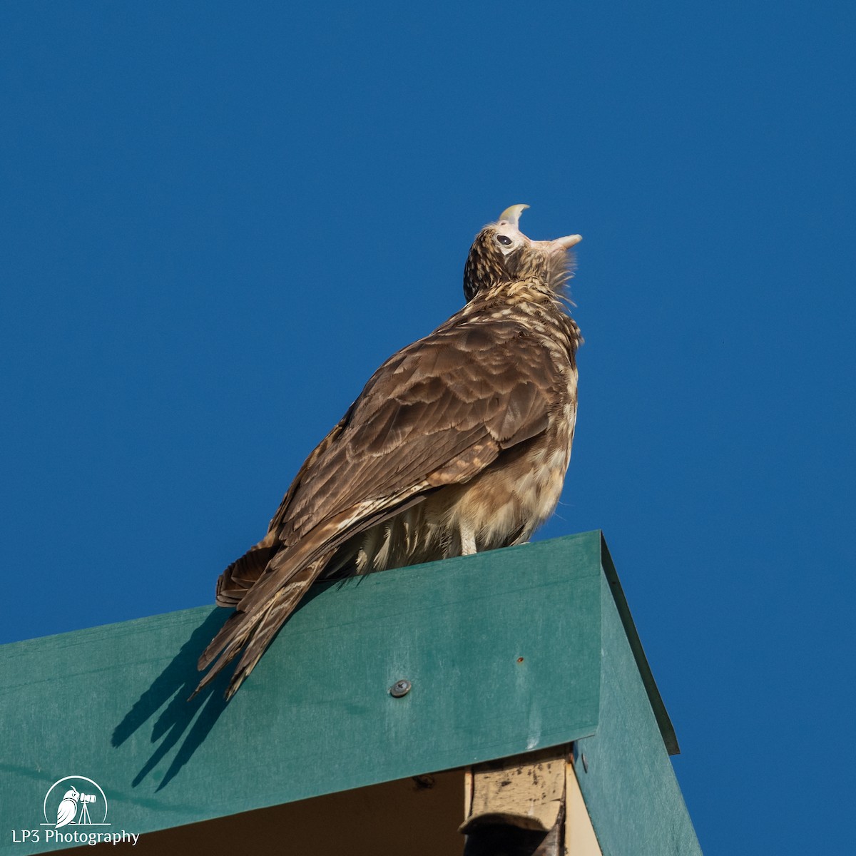 Yellow-headed Caracara - ML646076145