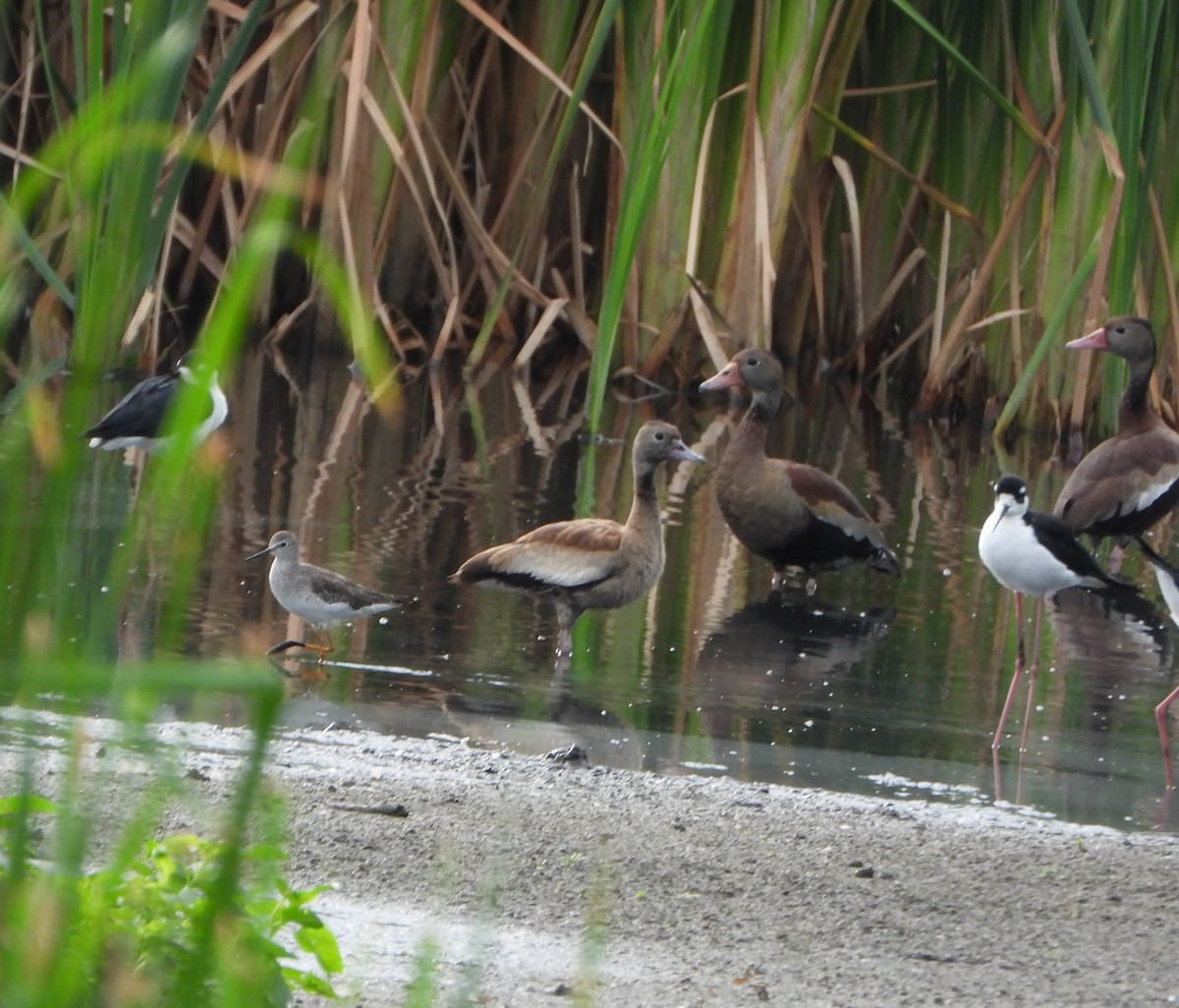 小黃腳鷸 - ML646076146