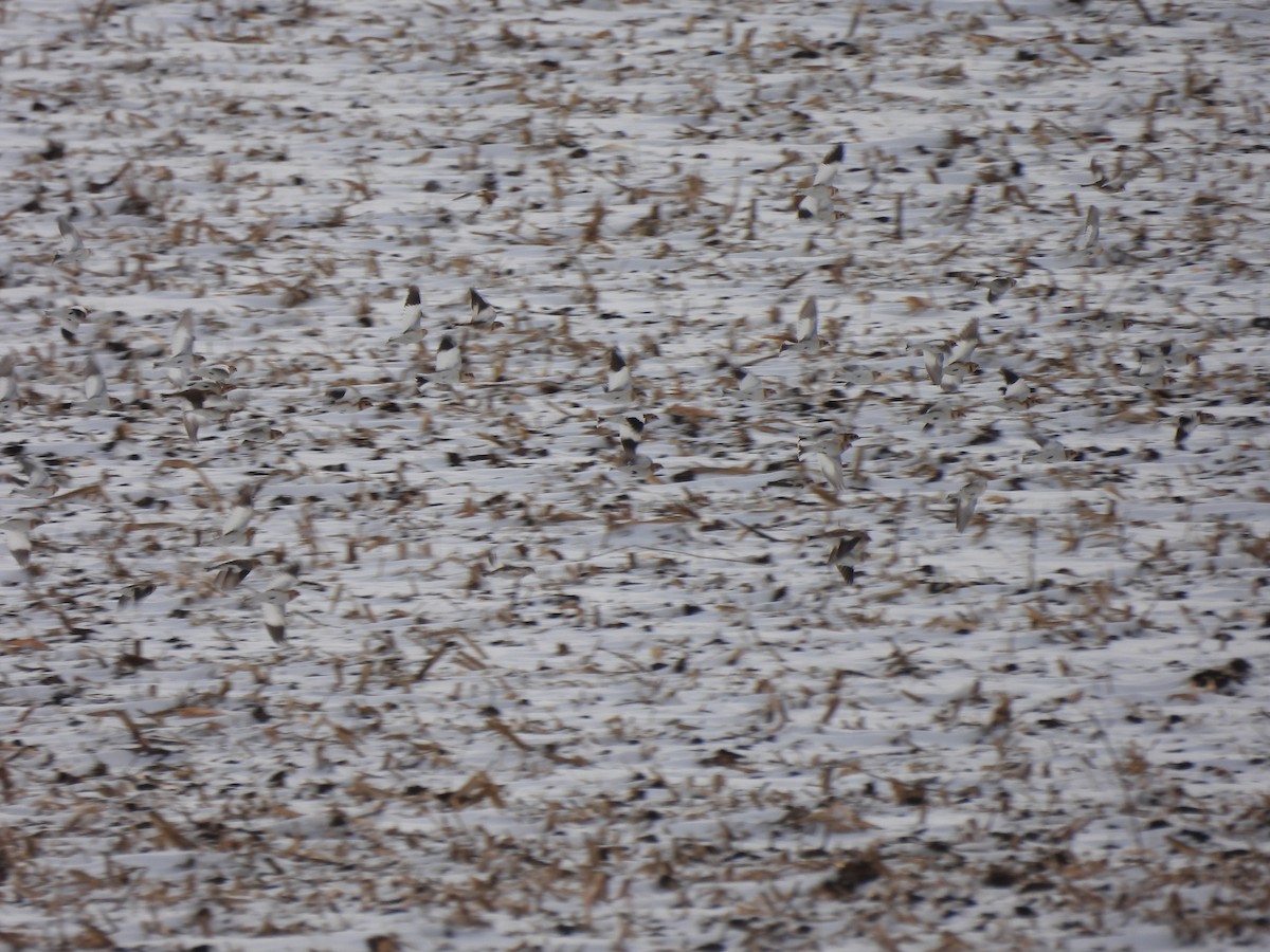 雪鵐 - ML646076147