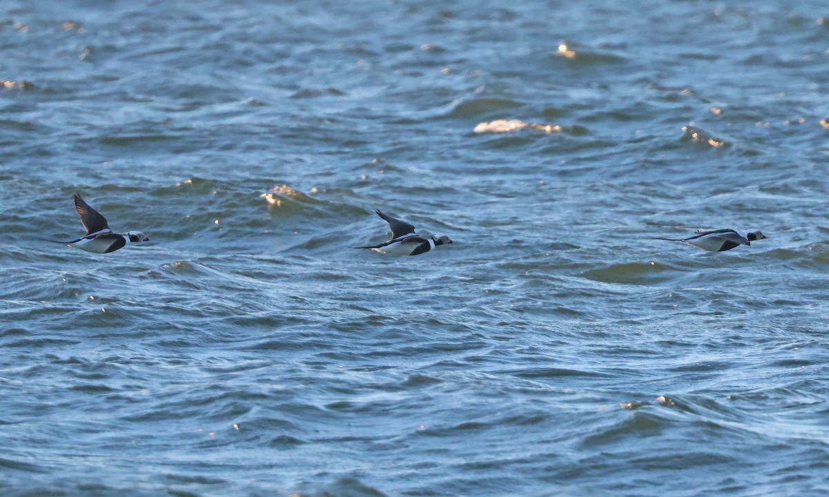 長尾鴨 - ML646076148