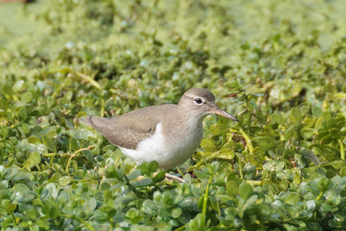 Spotted Sandpiper - ML646076151