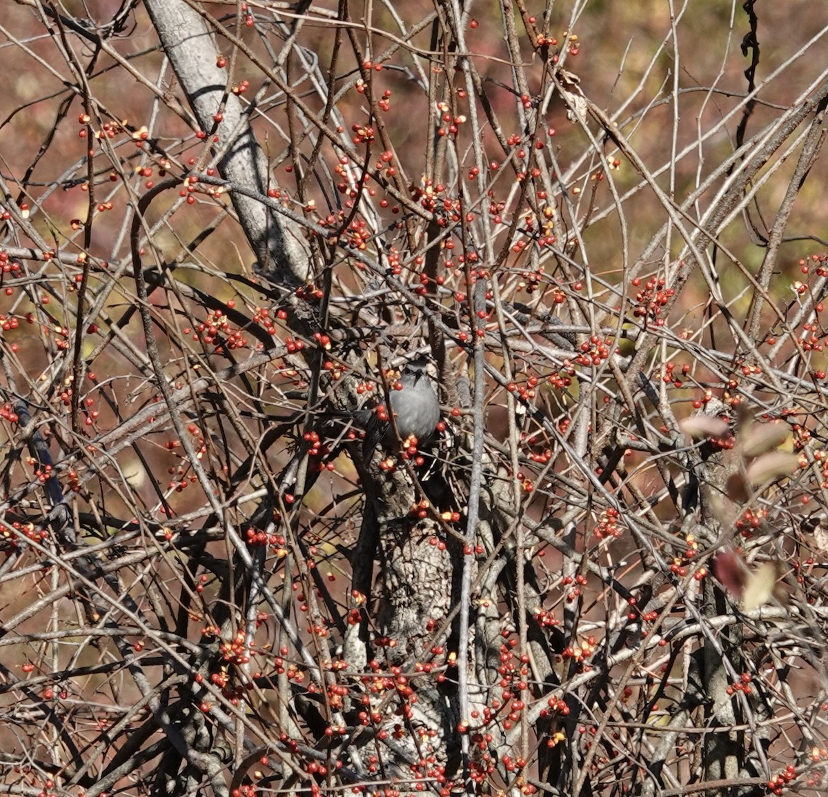 Gray Catbird - ML646076153