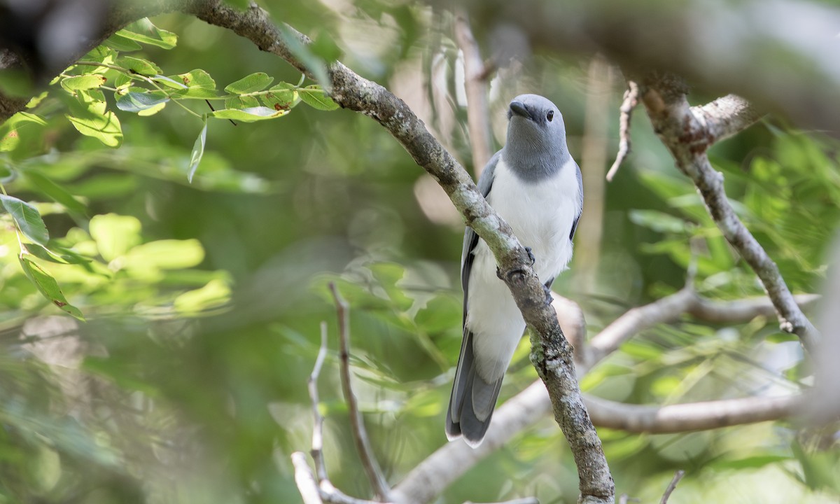 White-breasted Cuckooshrike - ML646076157