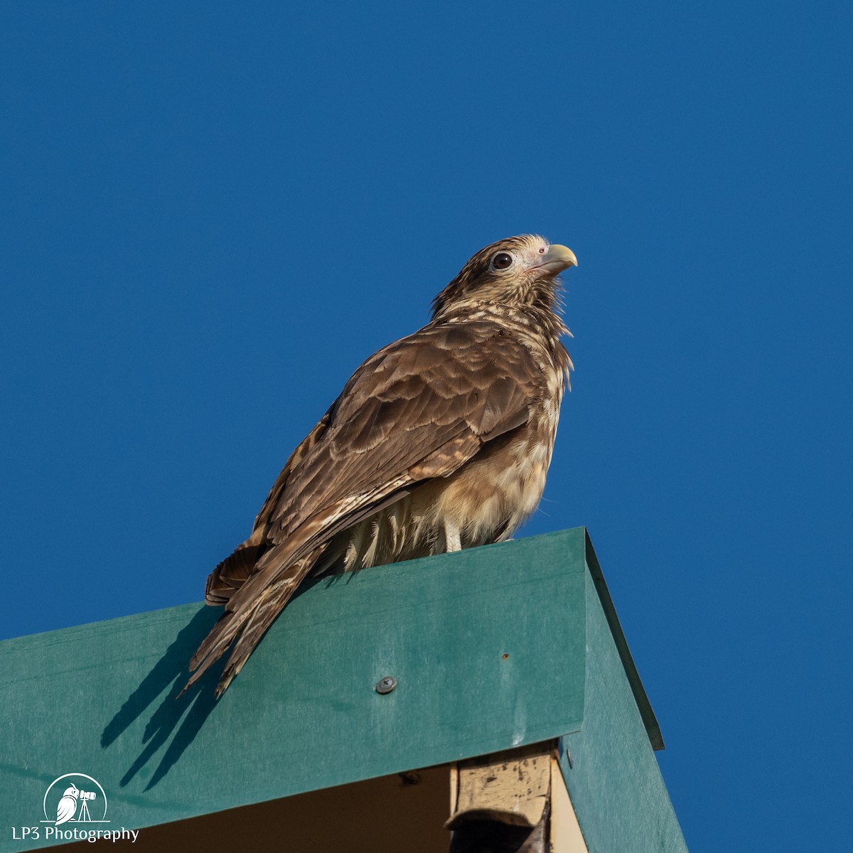 Yellow-headed Caracara - ML646076162