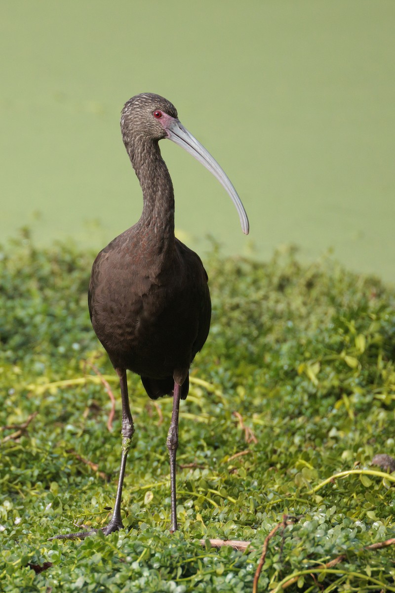 White-faced Ibis - ML646076163